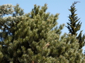 Pinus sylvestris Watereri IMG_3841 Sosna pospolita